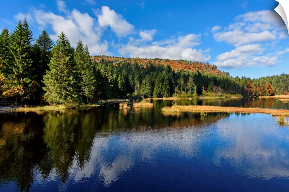 Tall pine trees along the edge of a lake reflecting the deep blue sky above.
