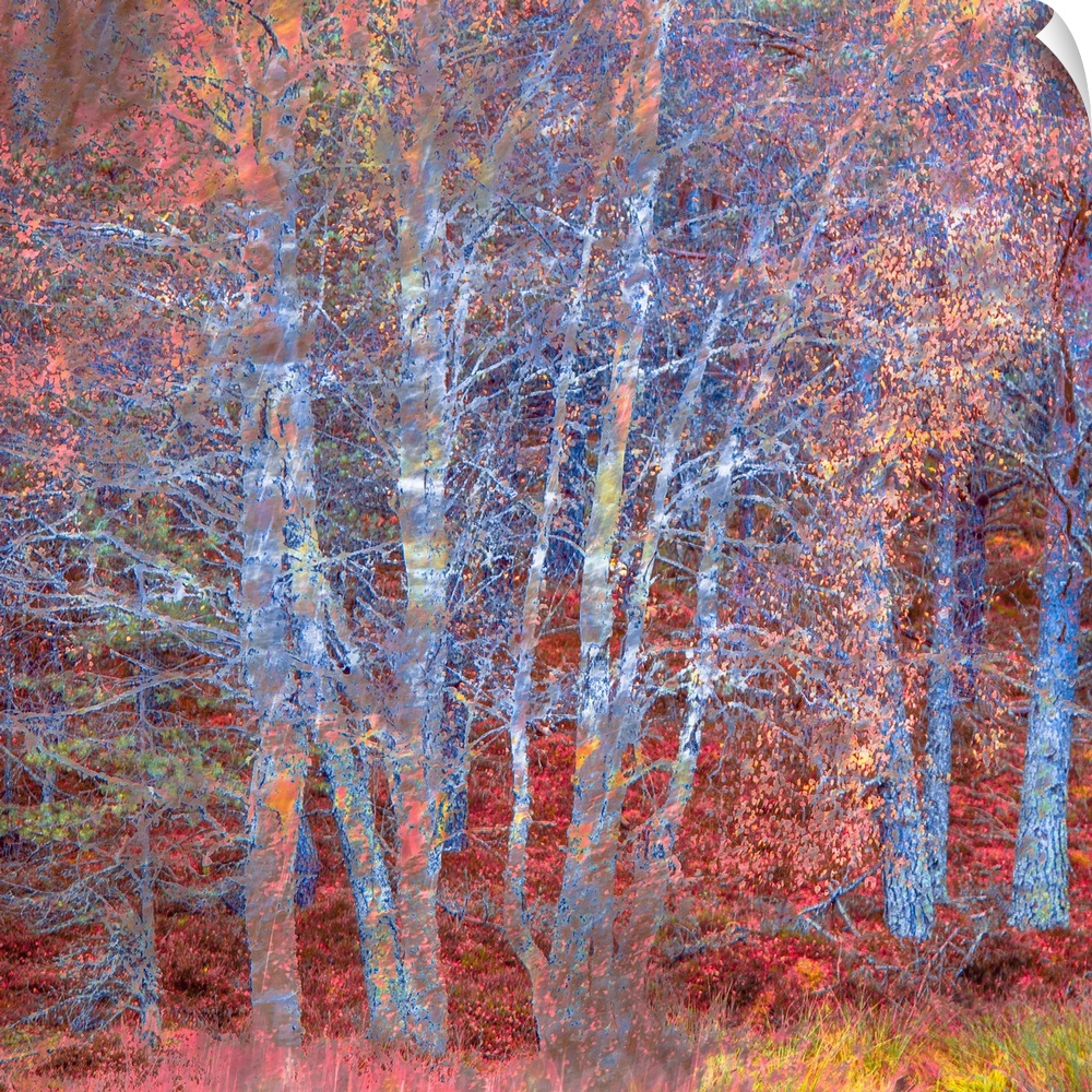 An iridescent pink and blue magenta impressionistic winter autumn fall woodland of bare trees.