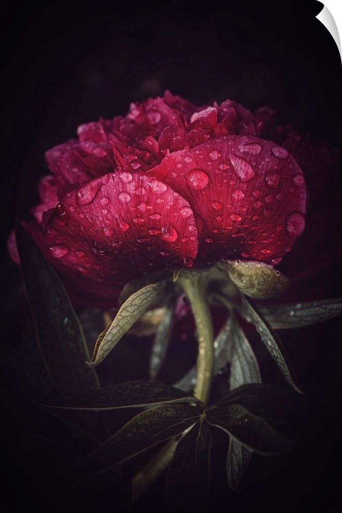 Peony close-up covered with dew