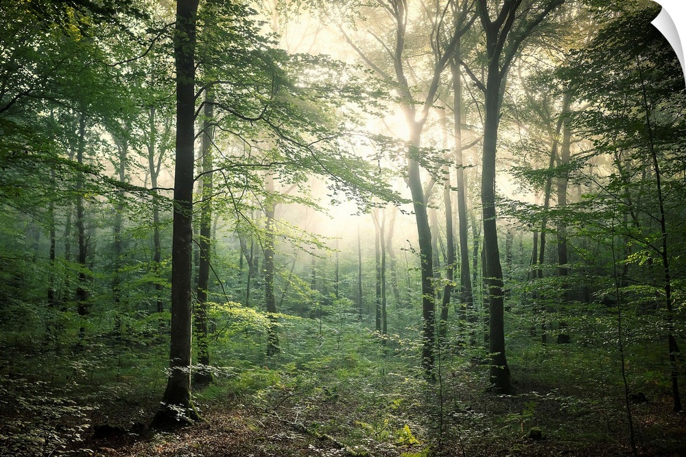 Fine art photo of a forest in late afternoon light.