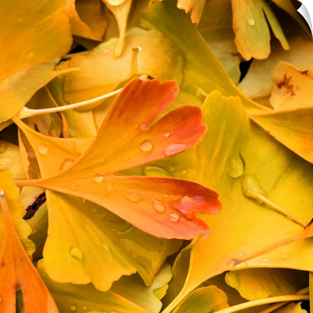 Yellow and orange gingko leaves covered in drops of dew.