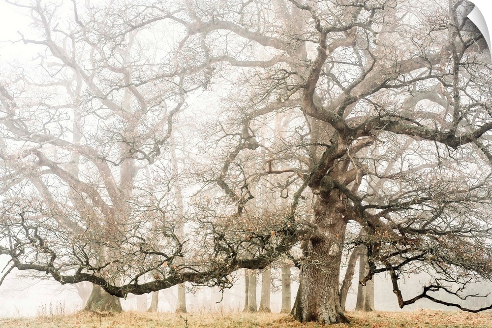 Photograph of large oak trees on a foggy Fall day.