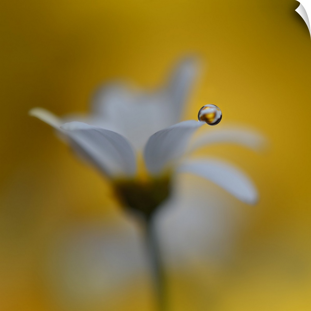 A macro photograph of focus on a water droplet resting on the petal of a white flower.