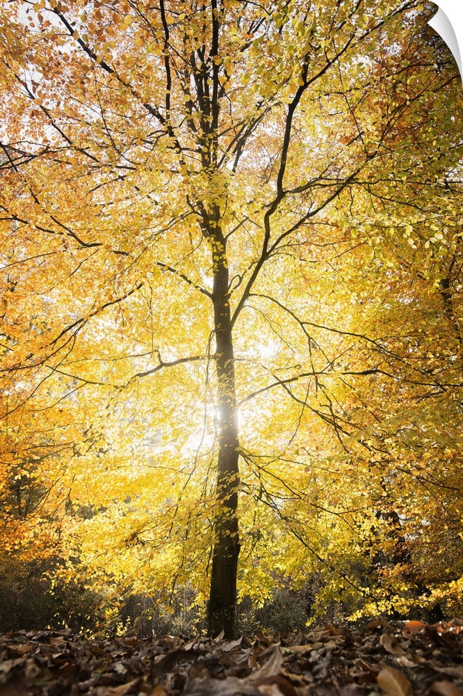 Single yellow lighting tree at fall in a forest in France, vertical shot with hard light in the center.