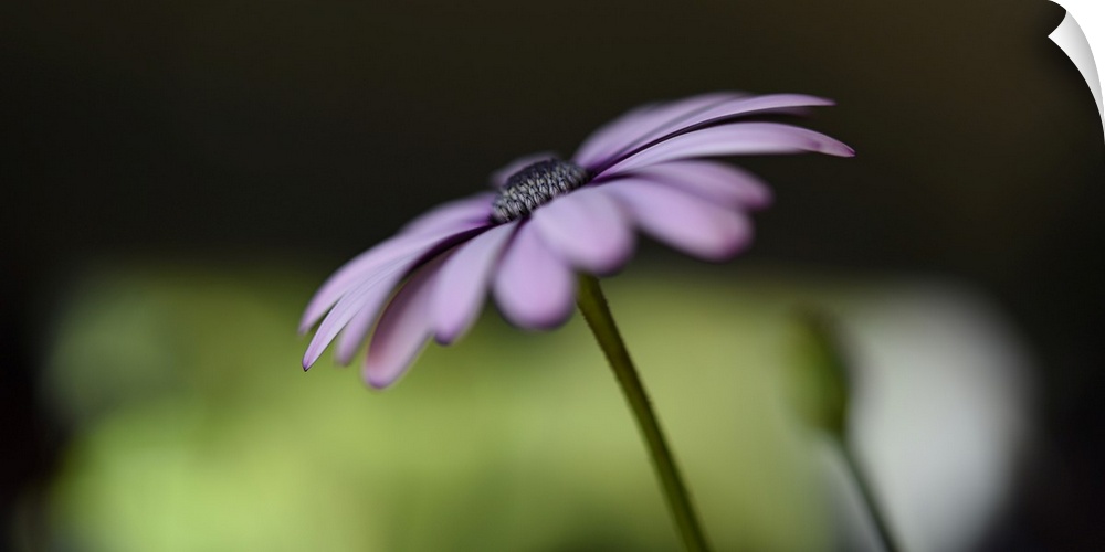 Soft focus photograph of a flower with light purple petals on a black and green background.