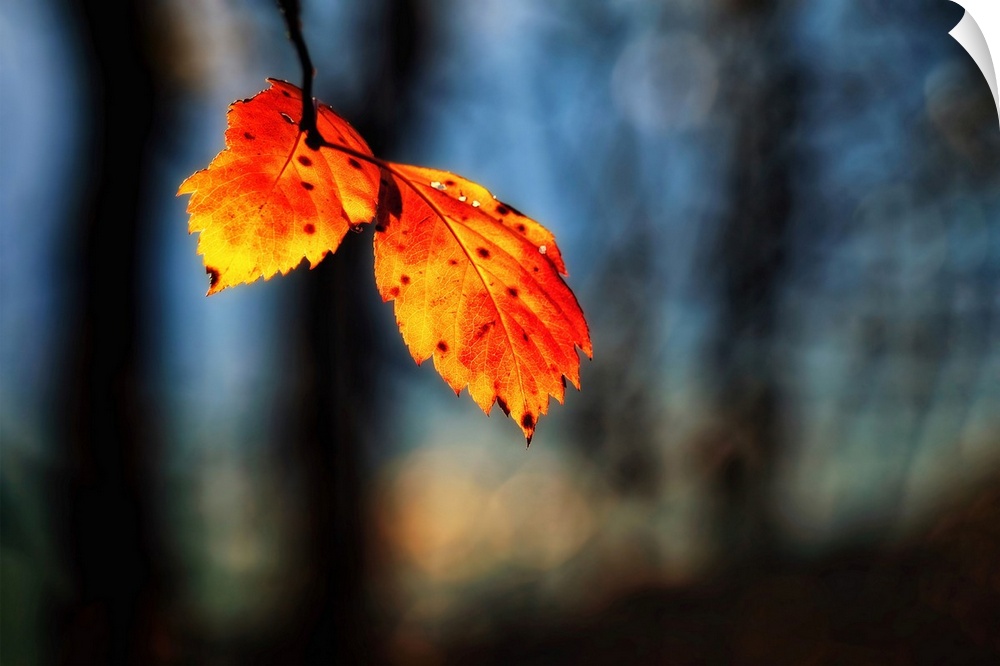 Photograph of two orange and yellow leaves hanging from a branch with a shallow depth of field.
