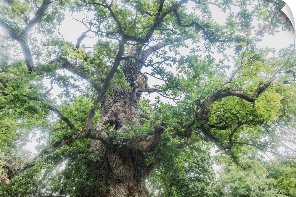 View from the ground of a large old oak tree.