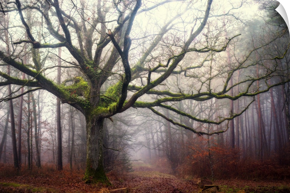 Photograph of an old oak tree covered in bright green moss and surrounded by a fog.
