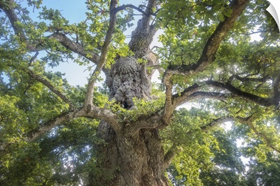 The Old Tree Oak