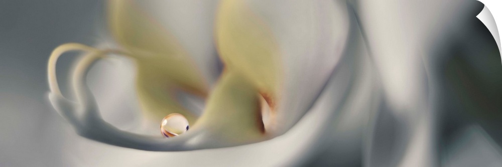 Macro photograph of a white orchid.