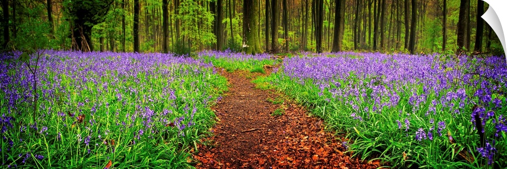 A meandering dividing path through an English bluebell woodland.
