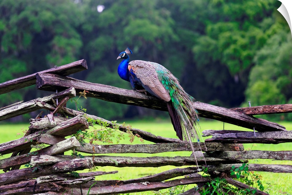 Fine art photo of a male peacock on a wooden fence in South Carolina.