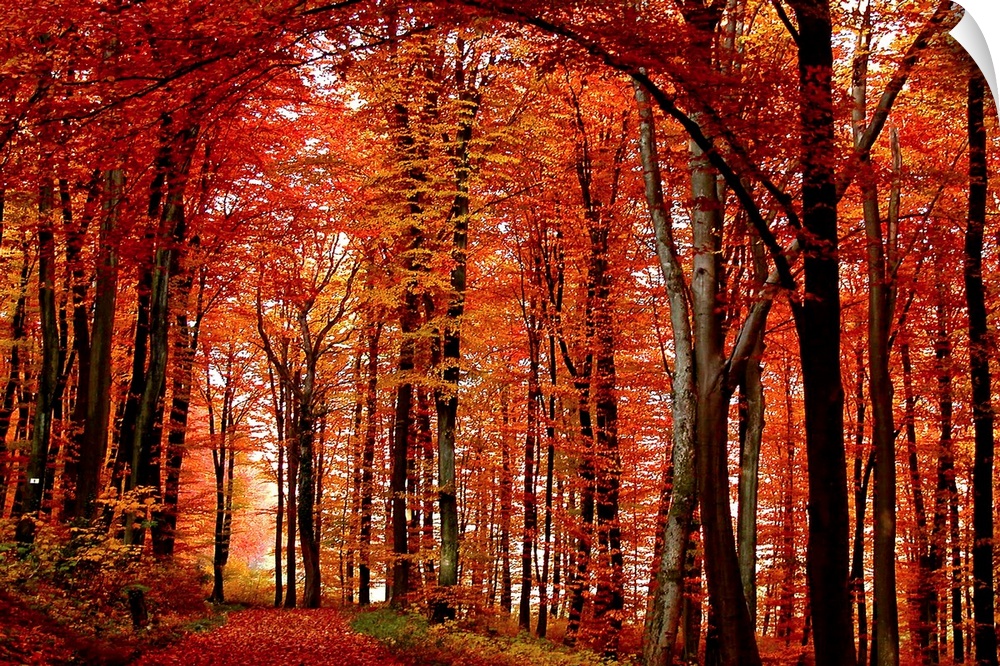 Big canvas art of leaf covered path through a fiery colored forest at autumn.
