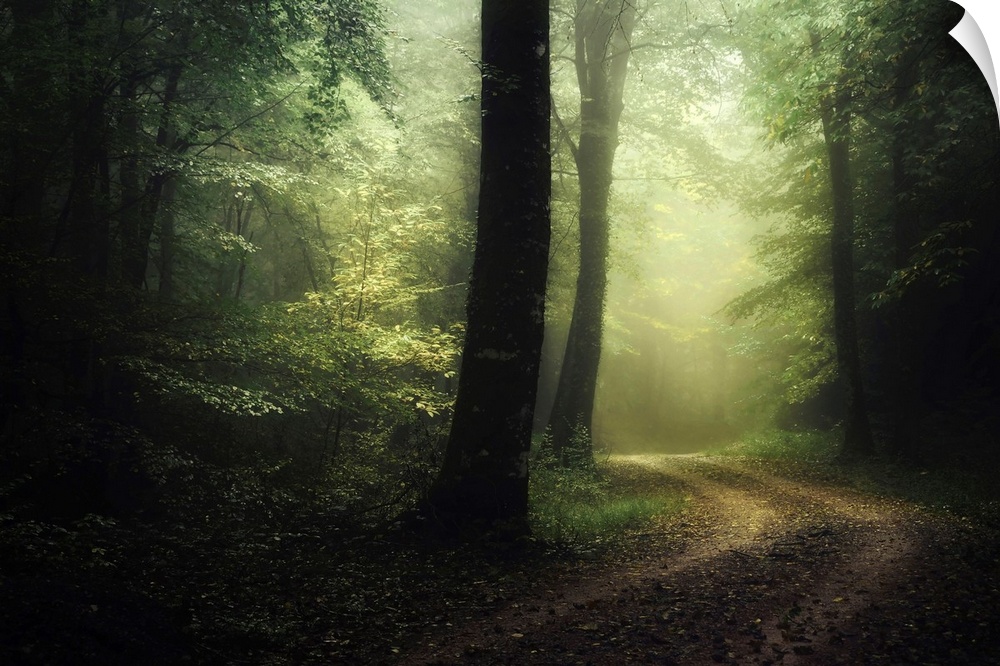 Photograph taken inside a dense forest that has a road cutting through with fog in the distance.