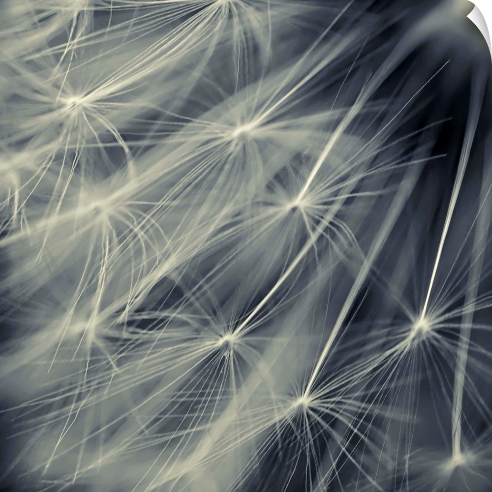 Photograph taken very closely of the florets on a dandelion.