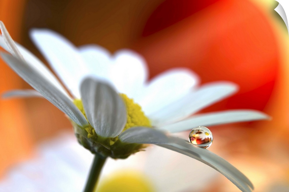 A round water drop resting on a flower petal.