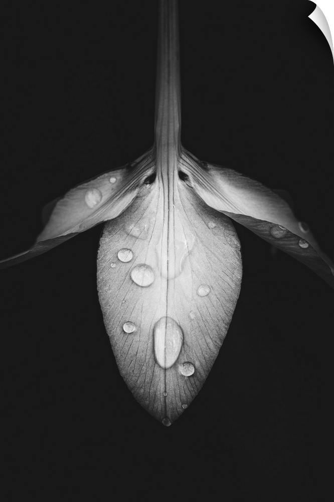 Profile of flower in black and white.