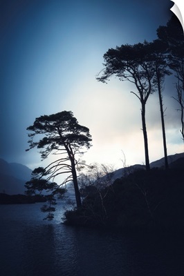 The Trees Of Loch Eilt