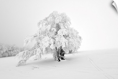 The White Tree