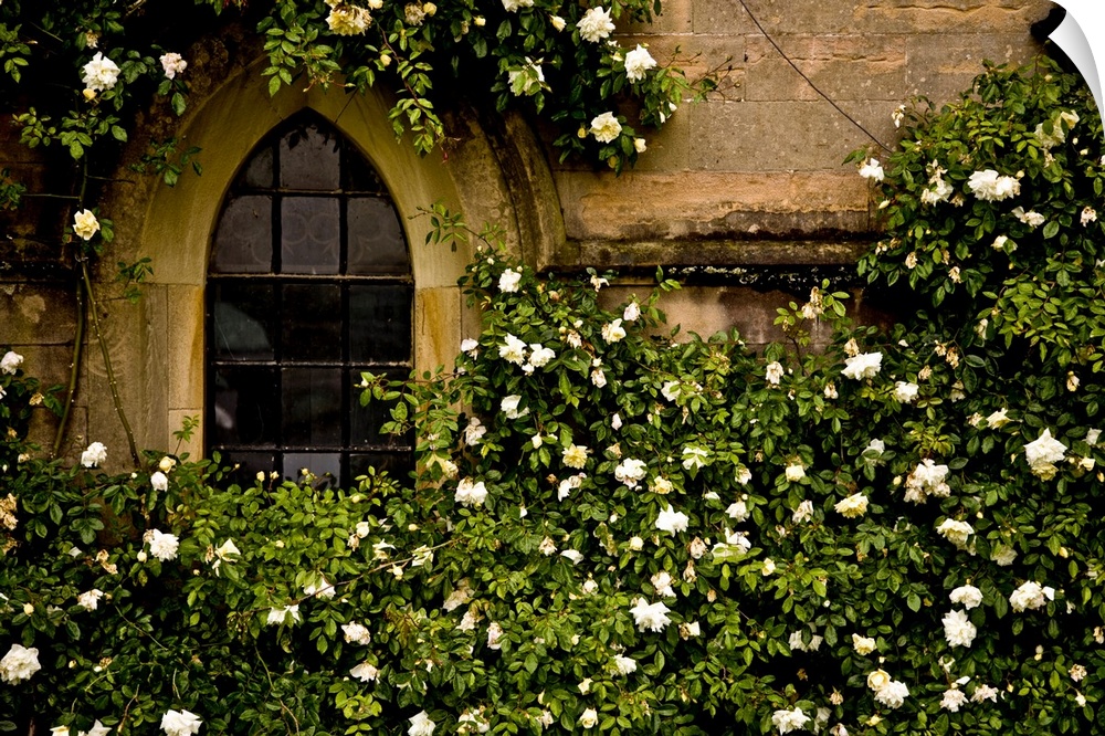 Up-close photograph of overgrown flowering bush surrounding an arched window on a stone building.