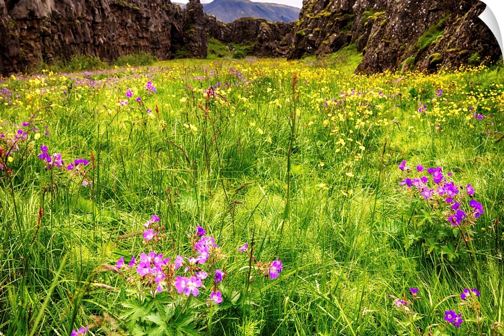 Low Angle View of a Medow in a Fault with Blooming Wildflowers, Thingvellir National Park, Iceland