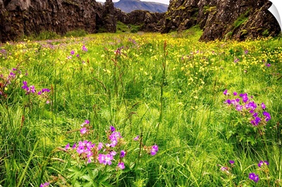 Thingvellir Wildflowers