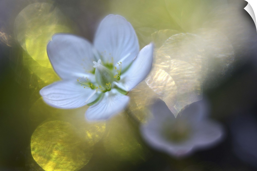 A macro photograph of a white flower against an abstract green and bokeh background.