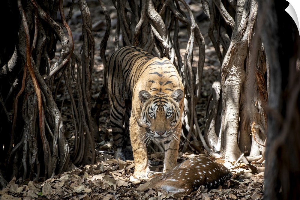 Tiger retrieves her hunt hidden among a Banyan Tree in India.