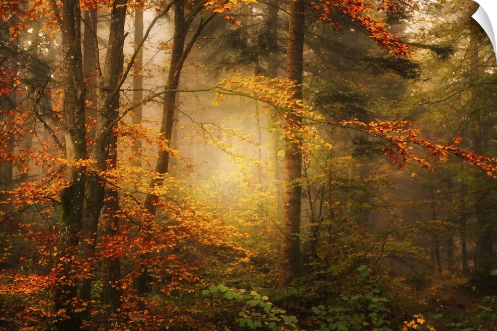 Mist in a forest appearing to glow with golden light, surrounded by orange leaves.