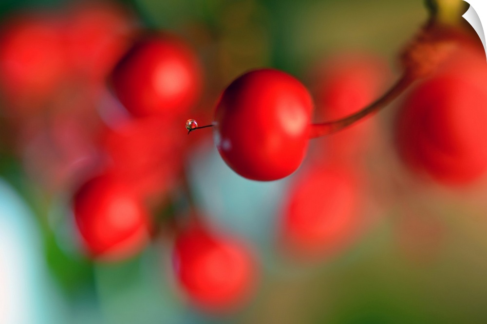 Photograph of a tiny water drop on the tip of a bright red berry with a shallow depth of field.