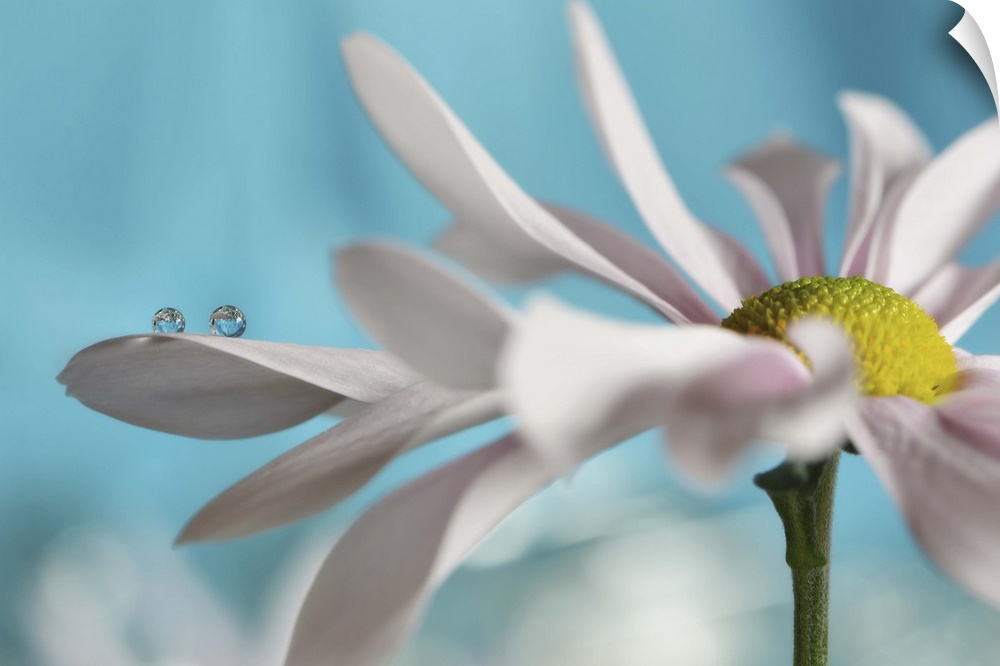 Soft focus macro image of a dew drop on the petals on a daisy.