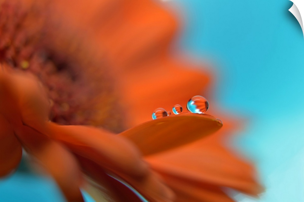 Water drops on a flower's petal.
