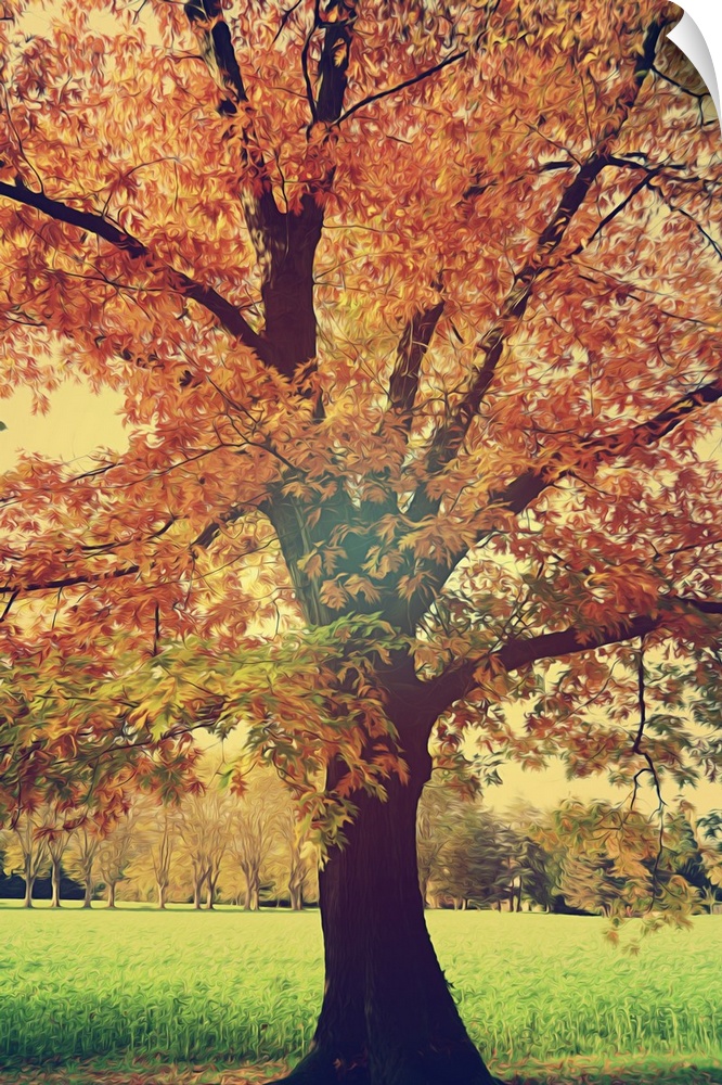 An oak tree in autumn