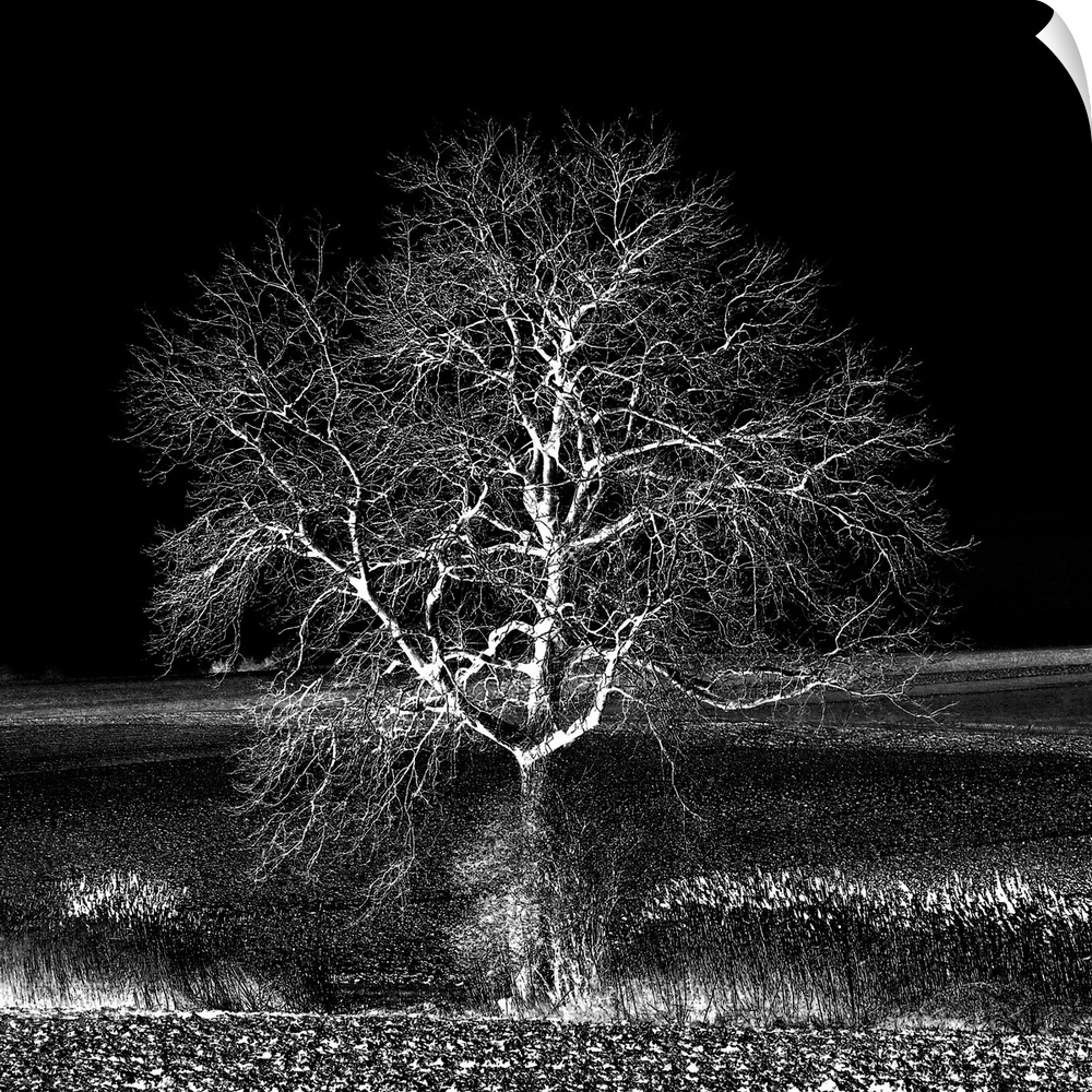 A leafless tree in black and white