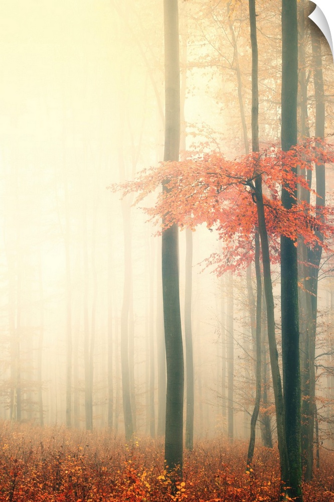 Forest in the mist in the fall