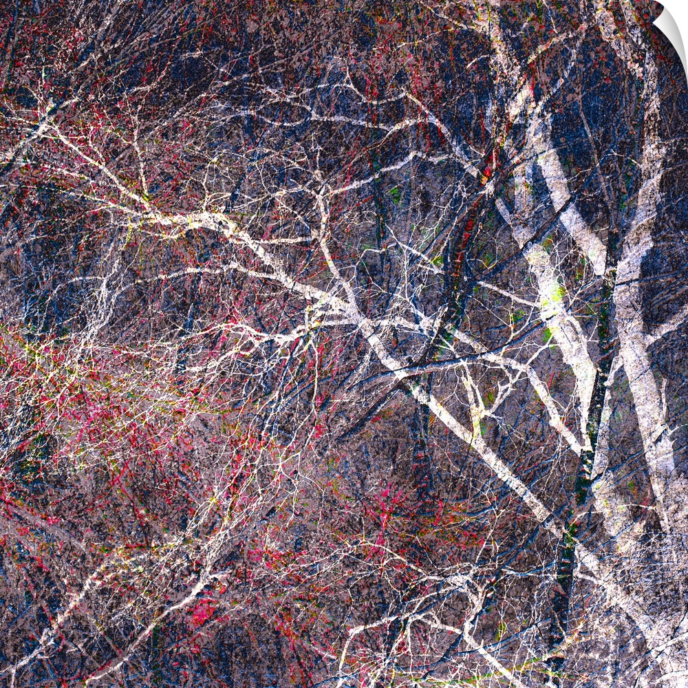 Square photograph of a tree with a lot of thin branches manipulated with red, blue, green, and yellow hues.