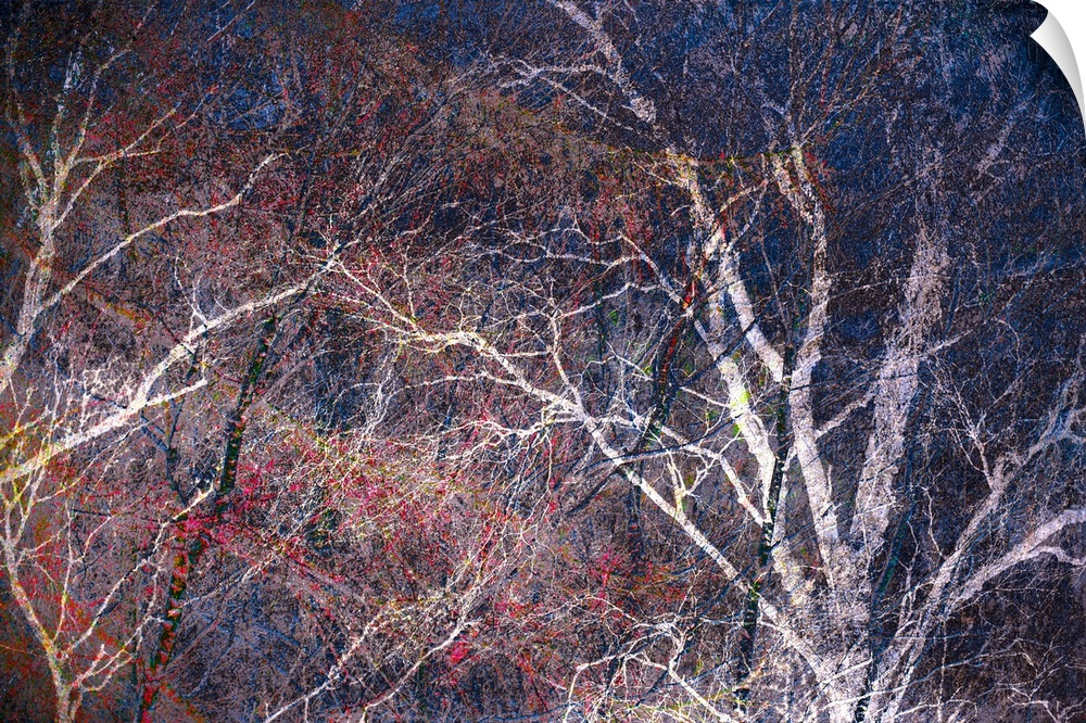 Abstract photograph of tree branches in the woods colored with bright pink, yellow, and red hues.