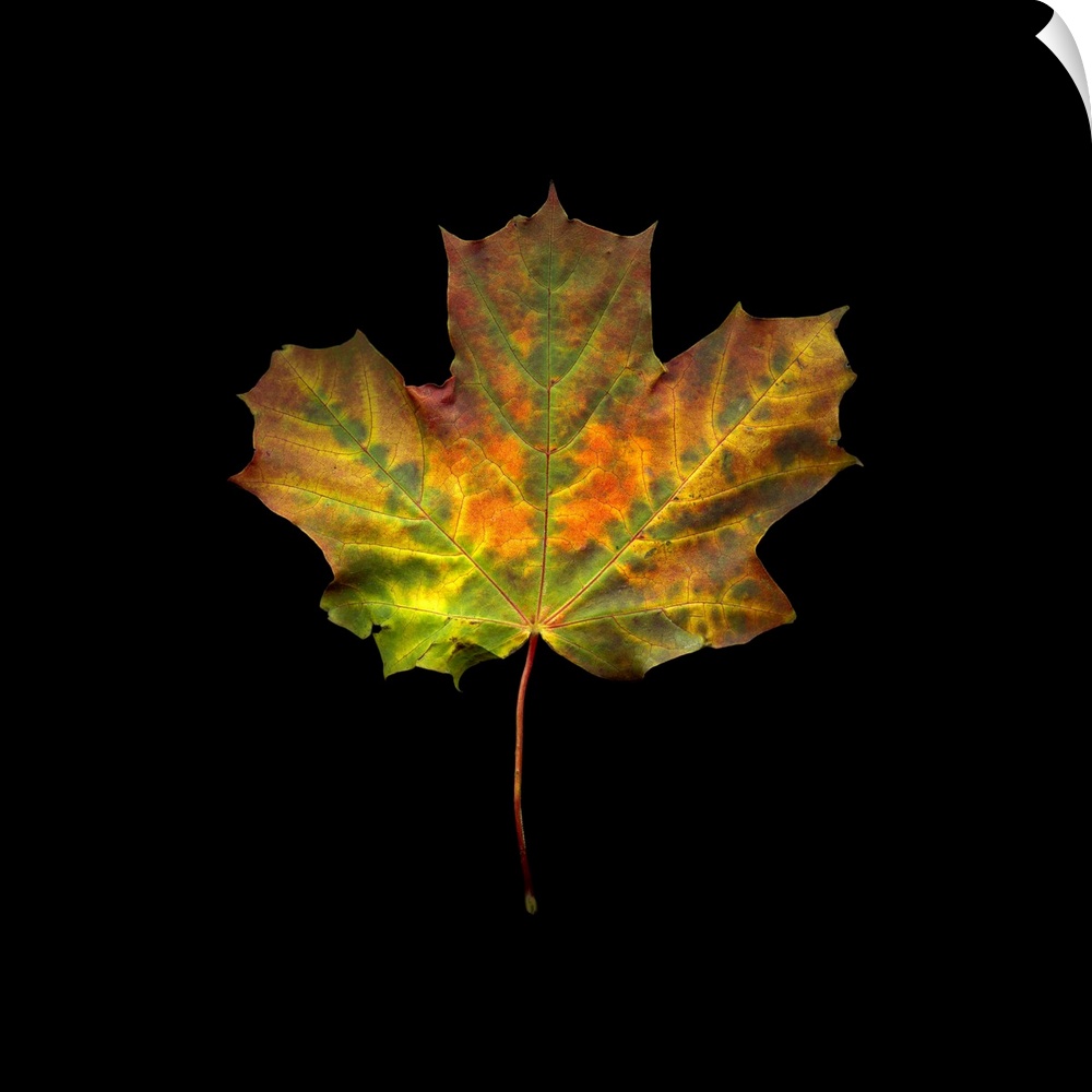 A single maple leaf in green and orange on black.