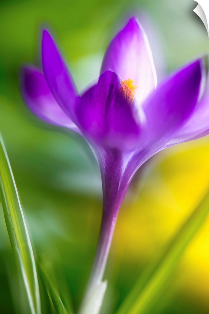 Double exposure of a Crocus flower giving it a dreamy look.