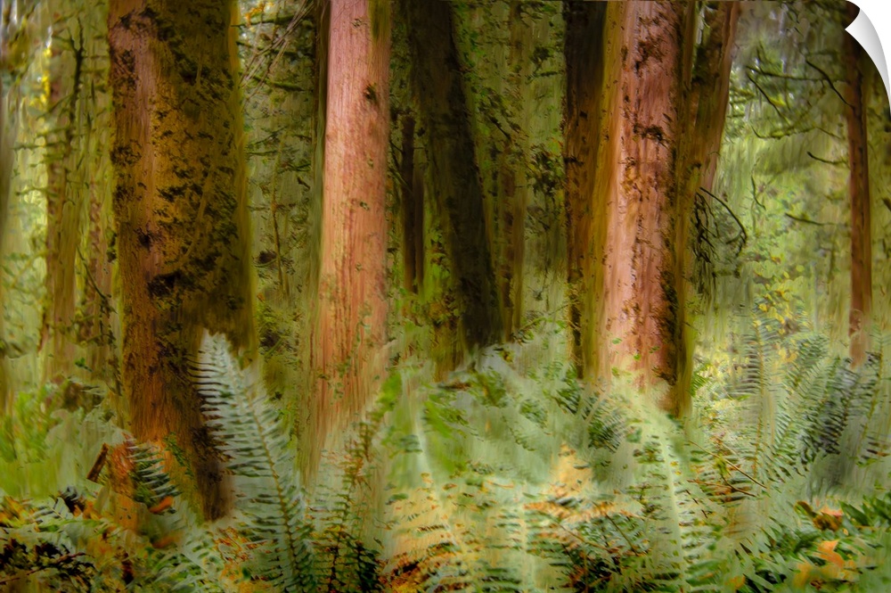An creative photograph of a forest.