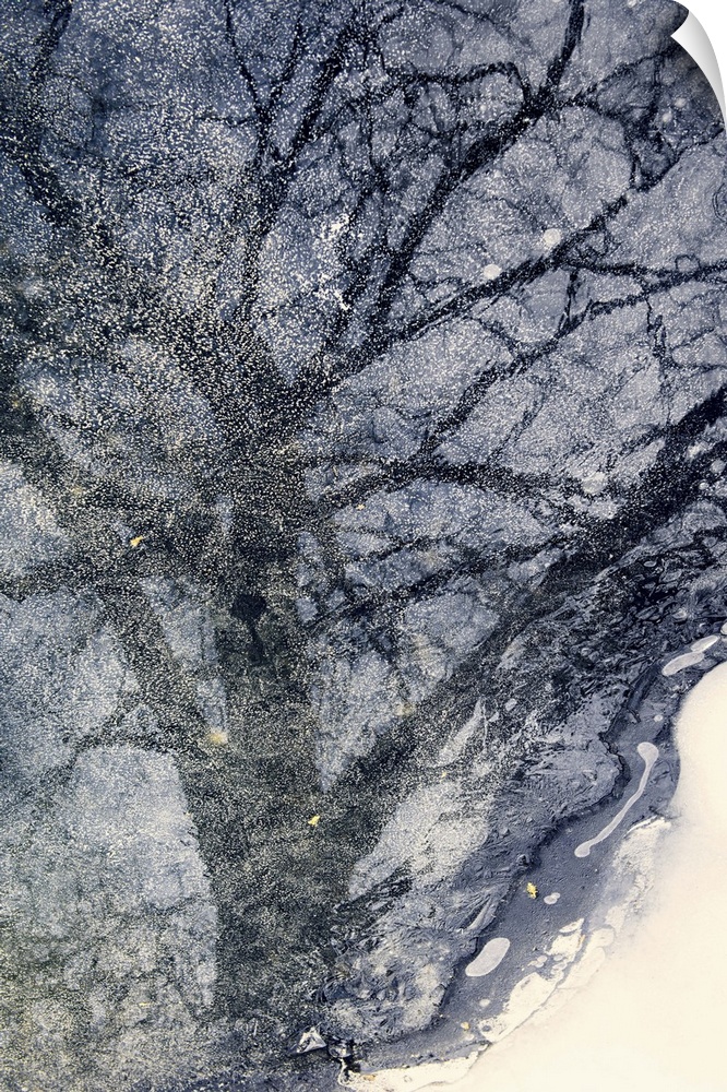 Reflection of a tree in a frozen pond.