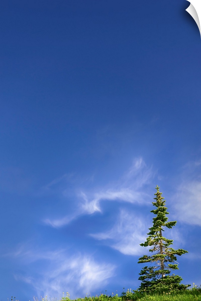 Fine art photo of a lone tree with some clouds in the otherwise clear sky.