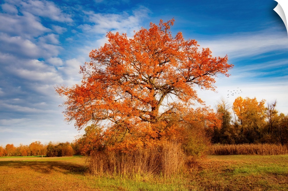 Lone tree in the countryside in autumn