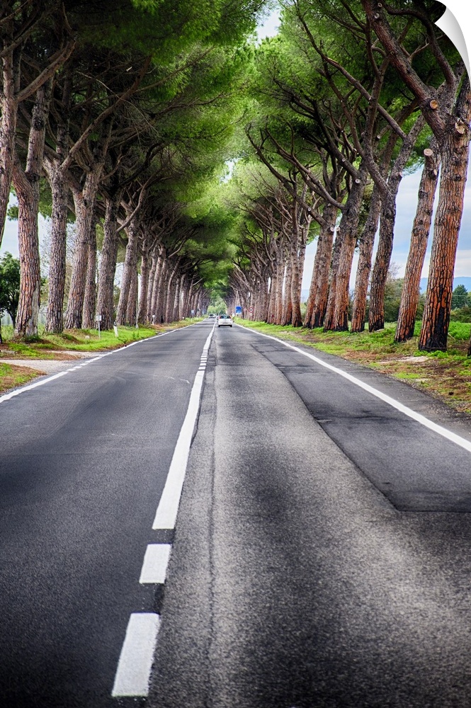 Asphalt road in the countryside lined with stone pines in Lazio, Italy.