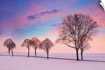 Trees In The Winter Wind