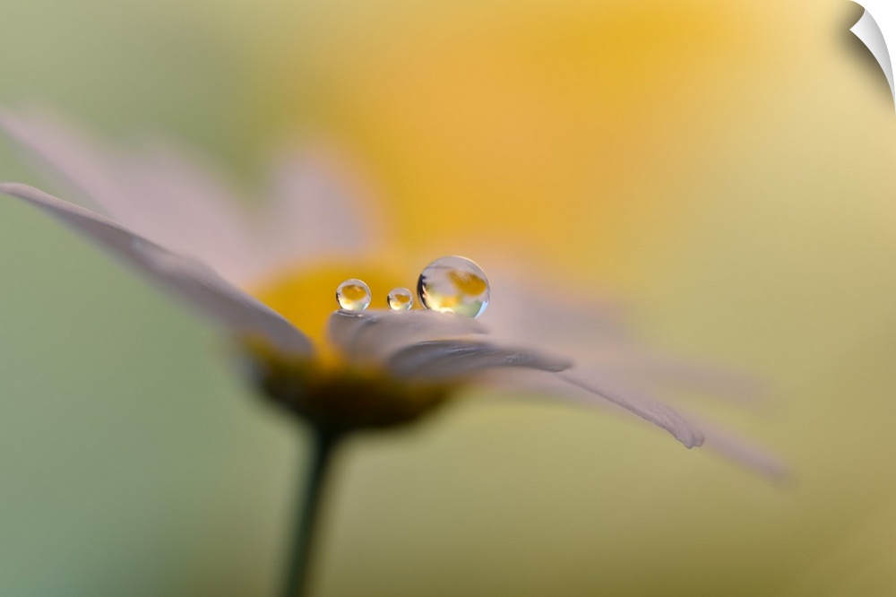 Water drops on a marguerita.