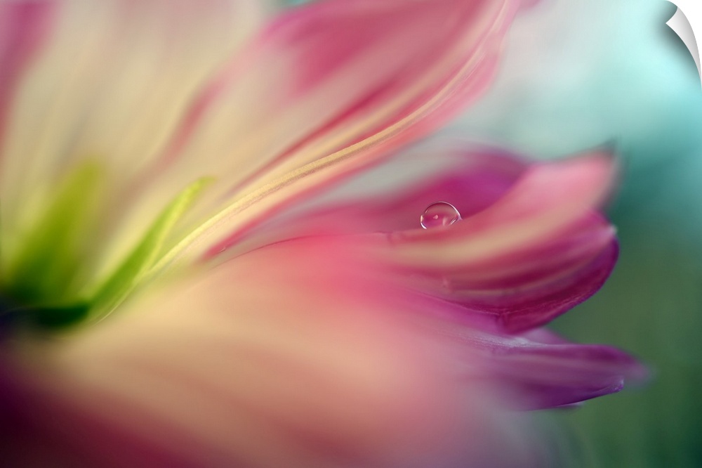 Drops of water on a flowers petal.