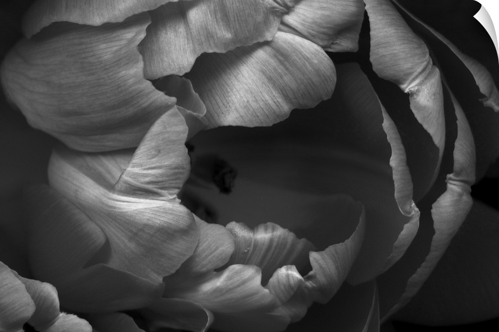 Black and white close-up of a double tulip flower.