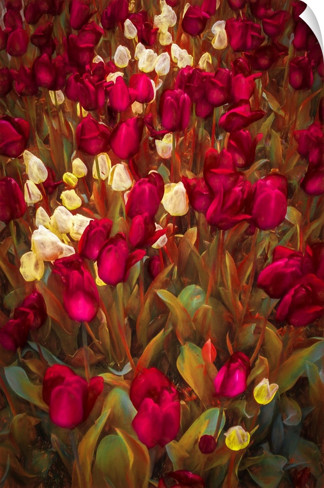 Fine art photo of a bouquet of maroon and white tulips.