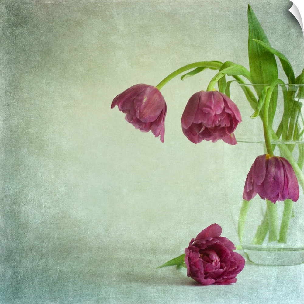 A vintage crystal vase of ruffled deep magenta pink tulips bowing gracefully from the vase on a green background.